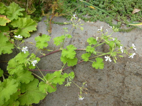 Plancia ëd Pelargonium odoratissimum (L.) L'Her.