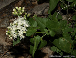 Image of fragrant snakeroot