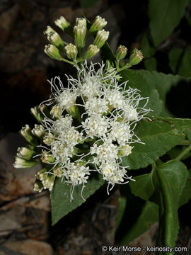 Image of fragrant snakeroot