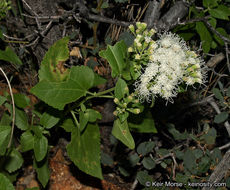 Image of fragrant snakeroot