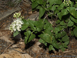 Image of fragrant snakeroot