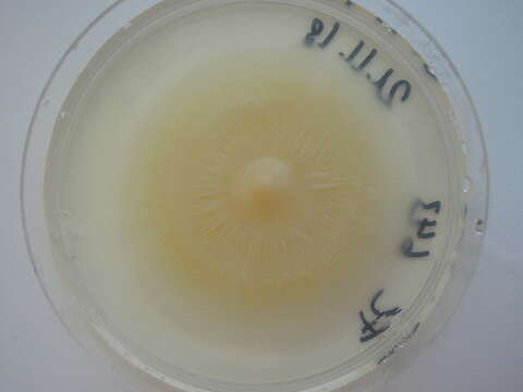 Image of Coccomyces