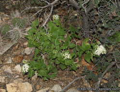 Image of fragrant snakeroot