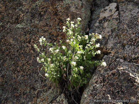 Image of fragrant snakeroot