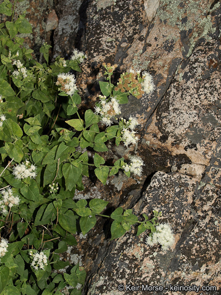 Image of fragrant snakeroot