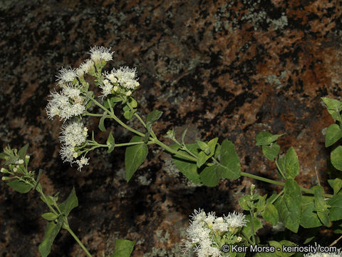 Image of fragrant snakeroot