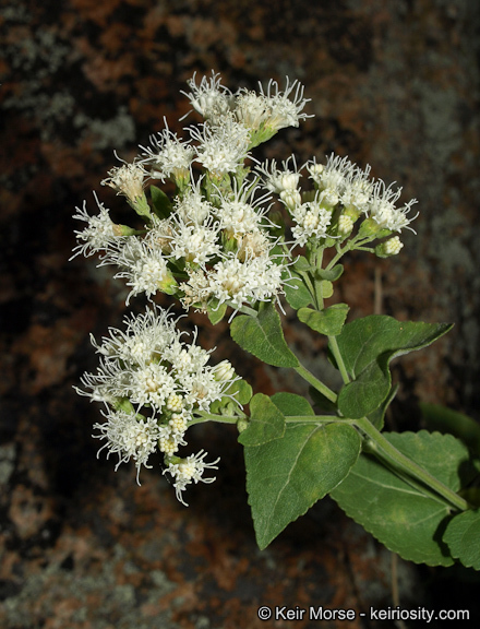 Image of fragrant snakeroot