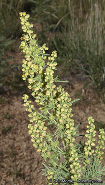 Image of weakleaf bur ragweed