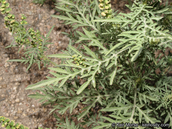 Image of weakleaf bur ragweed