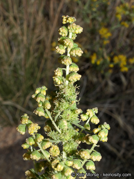 Image of weakleaf bur ragweed