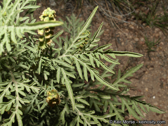 Image of weakleaf bur ragweed