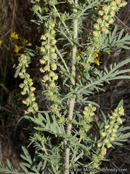 Image of weakleaf bur ragweed