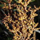 Image of pinyon dwarf mistletoe