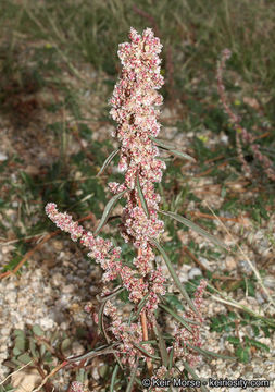 Amaranthus fimbriatus (Torr.) Benth. ex S. Wats. resmi