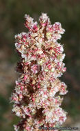 Amaranthus fimbriatus (Torr.) Benth. ex S. Wats. resmi