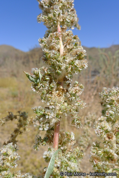 Image of fringed amaranth