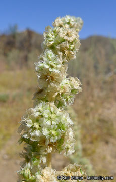 Image of fringed amaranth