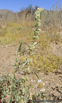 Image of fringed amaranth