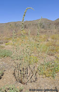 Image of fringed amaranth