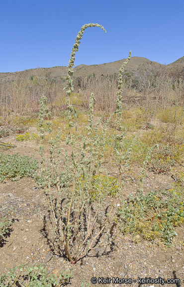 Image of fringed amaranth