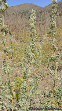 Image of fringed amaranth