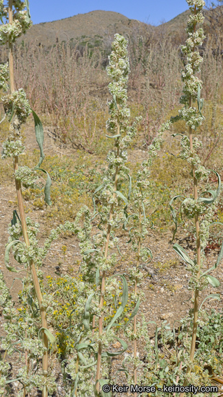 Amaranthus fimbriatus (Torr.) Benth. ex S. Wats. resmi