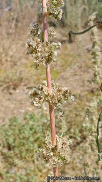 Image of fringed amaranth