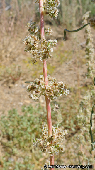 Amaranthus fimbriatus (Torr.) Benth. ex S. Wats. resmi