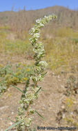 Amaranthus fimbriatus (Torr.) Benth. ex S. Wats. resmi