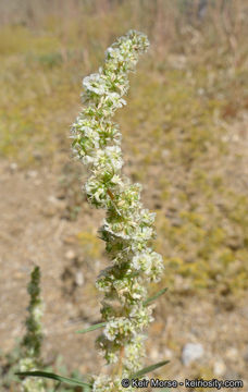 Image of fringed amaranth