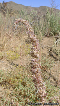 Image of fringed amaranth