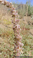 Amaranthus fimbriatus (Torr.) Benth. ex S. Wats. resmi