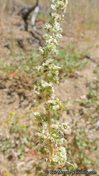 Amaranthus fimbriatus (Torr.) Benth. ex S. Wats. resmi