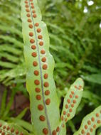 Image of <i>Phlebodium pseudoaureum</i>