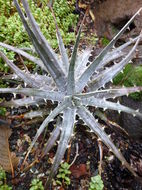 Plancia ëd Dyckia velascana Mez