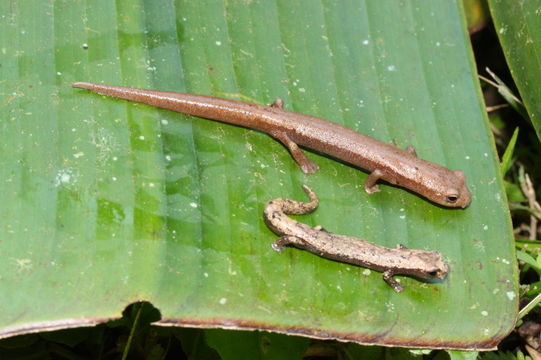 Image of Chinanteca Salamander