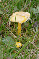 Hygrocybe chlorophana (Fr.) Wünsche 1877 resmi