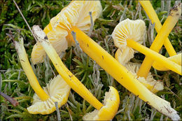 Hygrocybe chlorophana (Fr.) Wünsche 1877 resmi