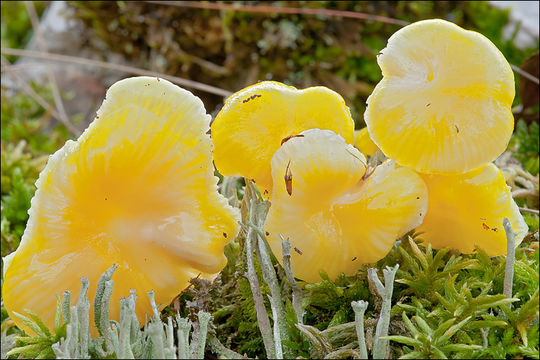 Hygrocybe chlorophana (Fr.) Wünsche 1877 resmi