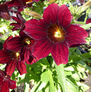 Слика од Salpiglossis sinuata Ruiz & Pavón