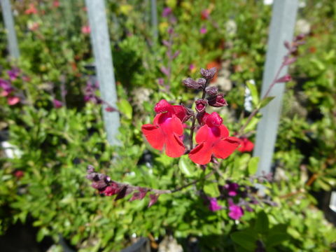 Image of autumn sage