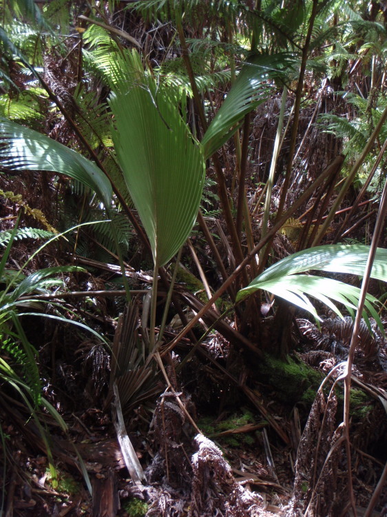 صورة Pritchardia beccariana Rock