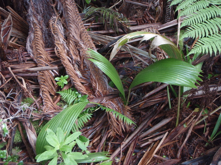 صورة Pritchardia beccariana Rock