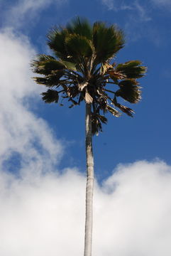 Pritchardia beccariana Rock的圖片