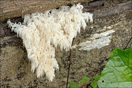 Image of <i>Hericium alpestre</i>