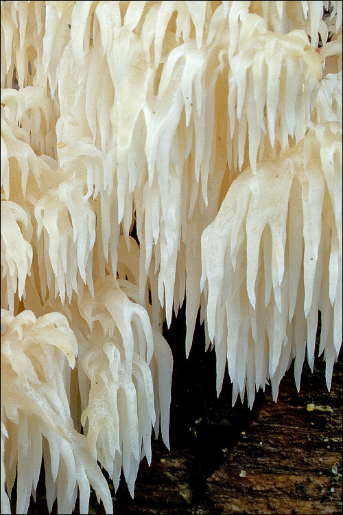 Image of <i>Hericium alpestre</i>