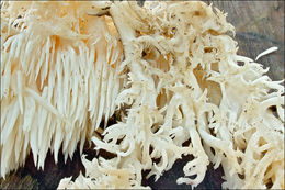 Image of <i>Hericium alpestre</i>