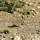 Image of Rose-bellied Lizard