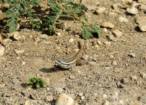 Image of Rose-bellied Lizard