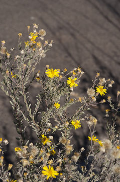 Heterotheca villosa var. pedunculata (Greene) V. Harms ex J. C. Semple resmi